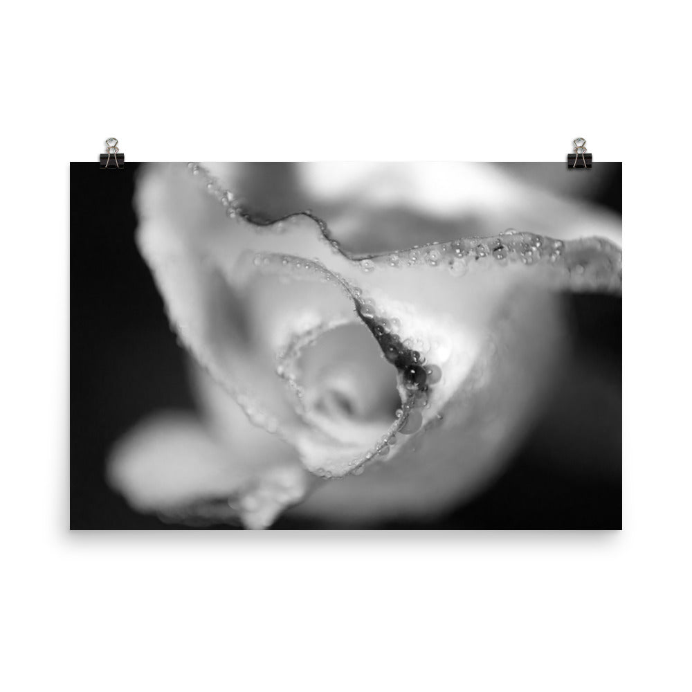 Infrared Rose Black and White Floral Nature Photo Loose Unframed Wall Art Prints - PIPAFINEART