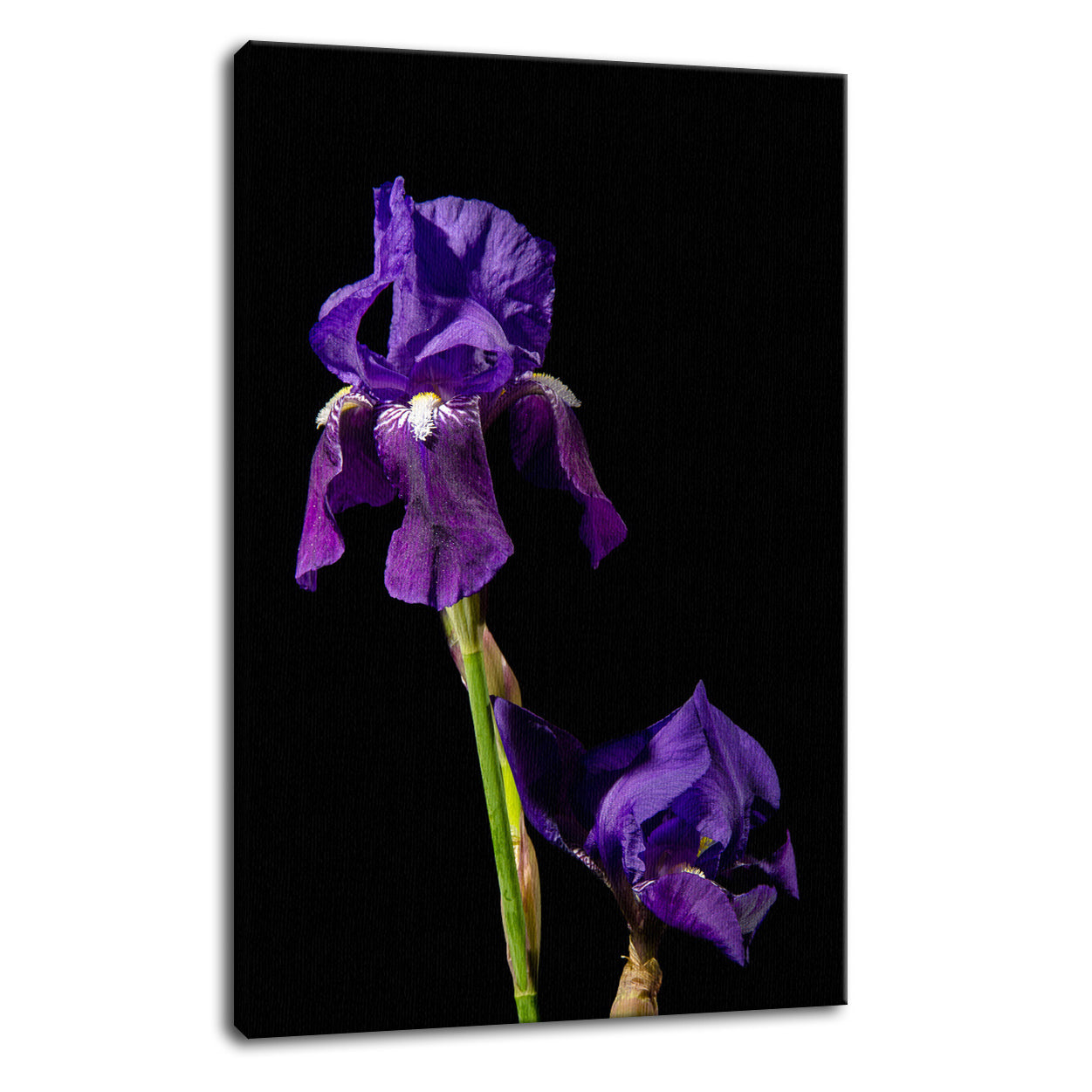 Iris on Black Nature / Floral Photo Fine Art Canvas Wall Art Prints  - PIPAFINEART