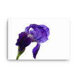 Iris On White Floral Nature Canvas Wall Art Prints