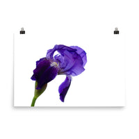 Iris On White Floral Nature Photo Loose Unframed Wall Art Prints - PIPAFINEART