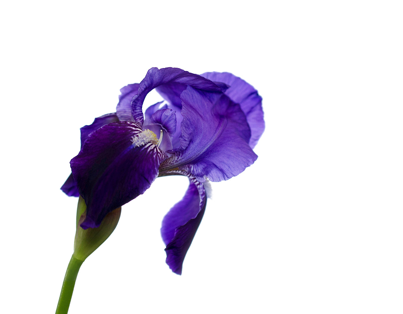 Iris On White Nature / Floral Photo Fine Art Canvas Wall Art Prints  - PIPAFINEART