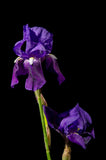 Iris on Black DIY Wall Decor Instant Download Print - Printable Wall Art  - PIPAFINEART