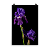 Iris on Black Floral Nature Photo Loose Unframed Wall Art Prints - PIPAFINEART