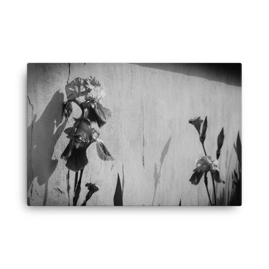 Iris on Wall Black and White Floral Botanical Nature Photo Canvas Wall Art Prints