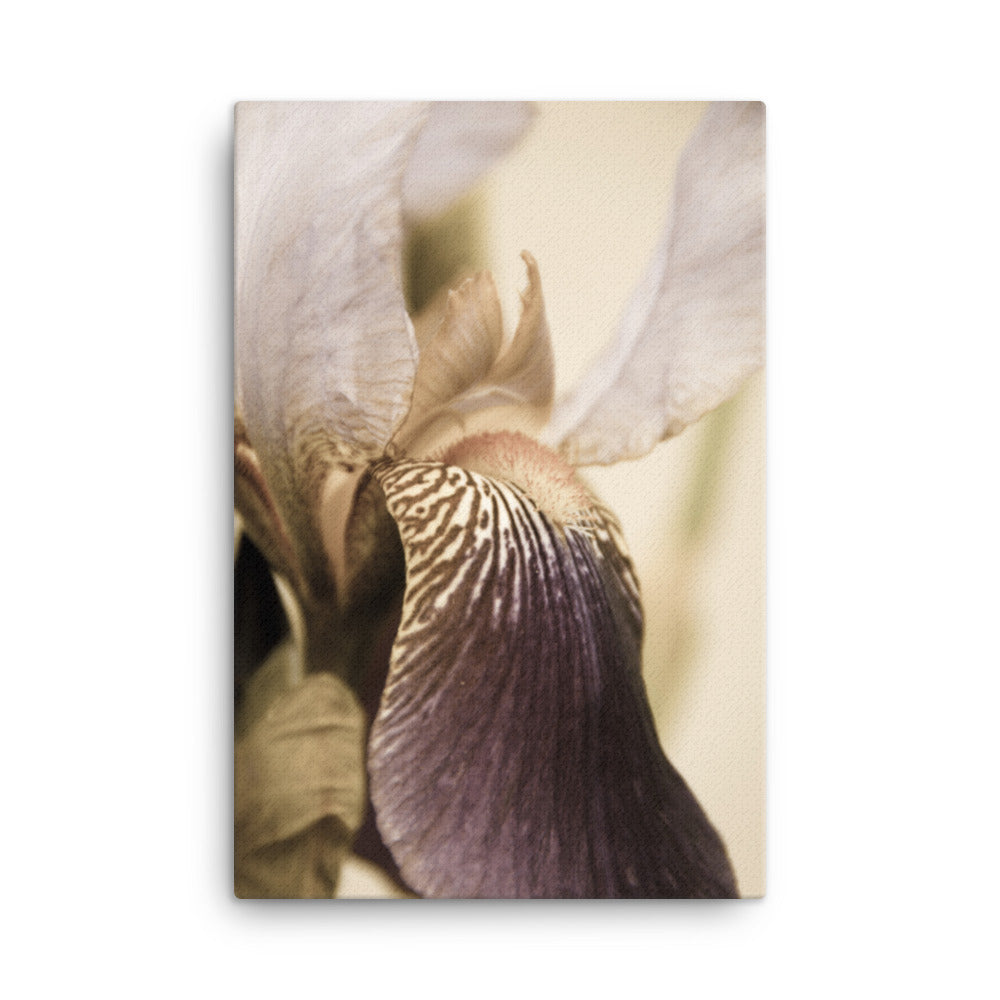 Japanese Iris Delight Aged Floral Nature Canvas Wall Art Prints
