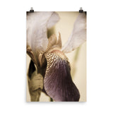 Japanese Iris Delight Aged Floral Nature Photo Loose Unframed Wall Art Prints - PIPAFINEART