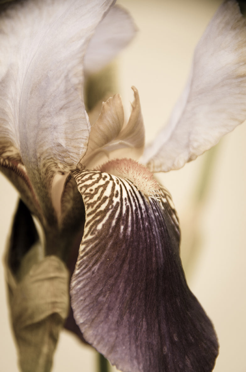 Japanese Iris Delight Aged Nature / Floral Photo Fine Art Canvas Wall Art Prints  - PIPAFINEART