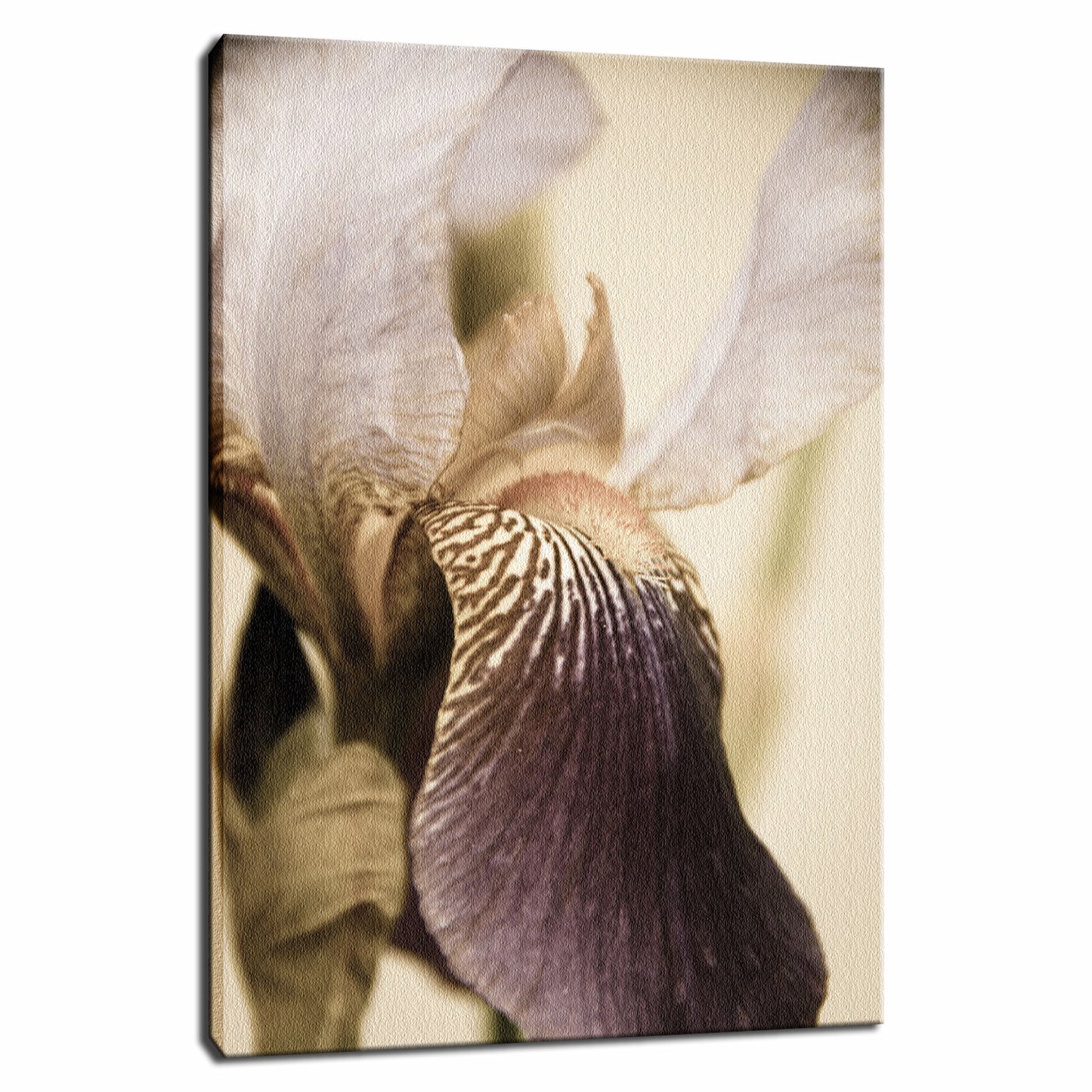 Japanese Iris Delight Aged Nature / Floral Photo Fine Art Canvas Wall Art Prints  - PIPAFINEART