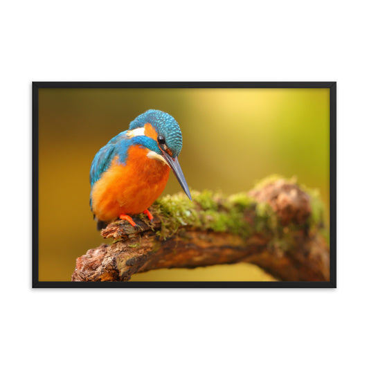 Kingfisher Bird on Perch 2 Animal Wildlife Photo Framed Wall Art Prints