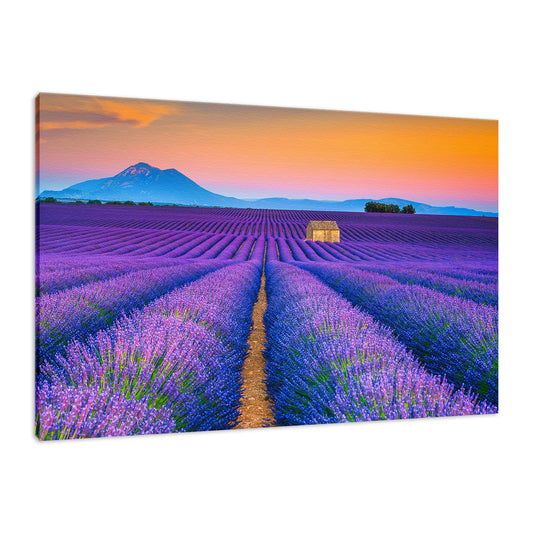 Blooming Lavender Field and Sunset Floral Landscape Fine Art Canvas Wall Art Prints  - PIPAFINEART