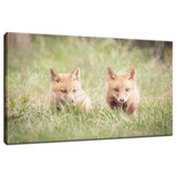 Learning to Hunt - Red Fox Pups Animal / Wildlife Photograph Fine Art Canvas & Unframed Wall Art Prints  - PIPAFINEART