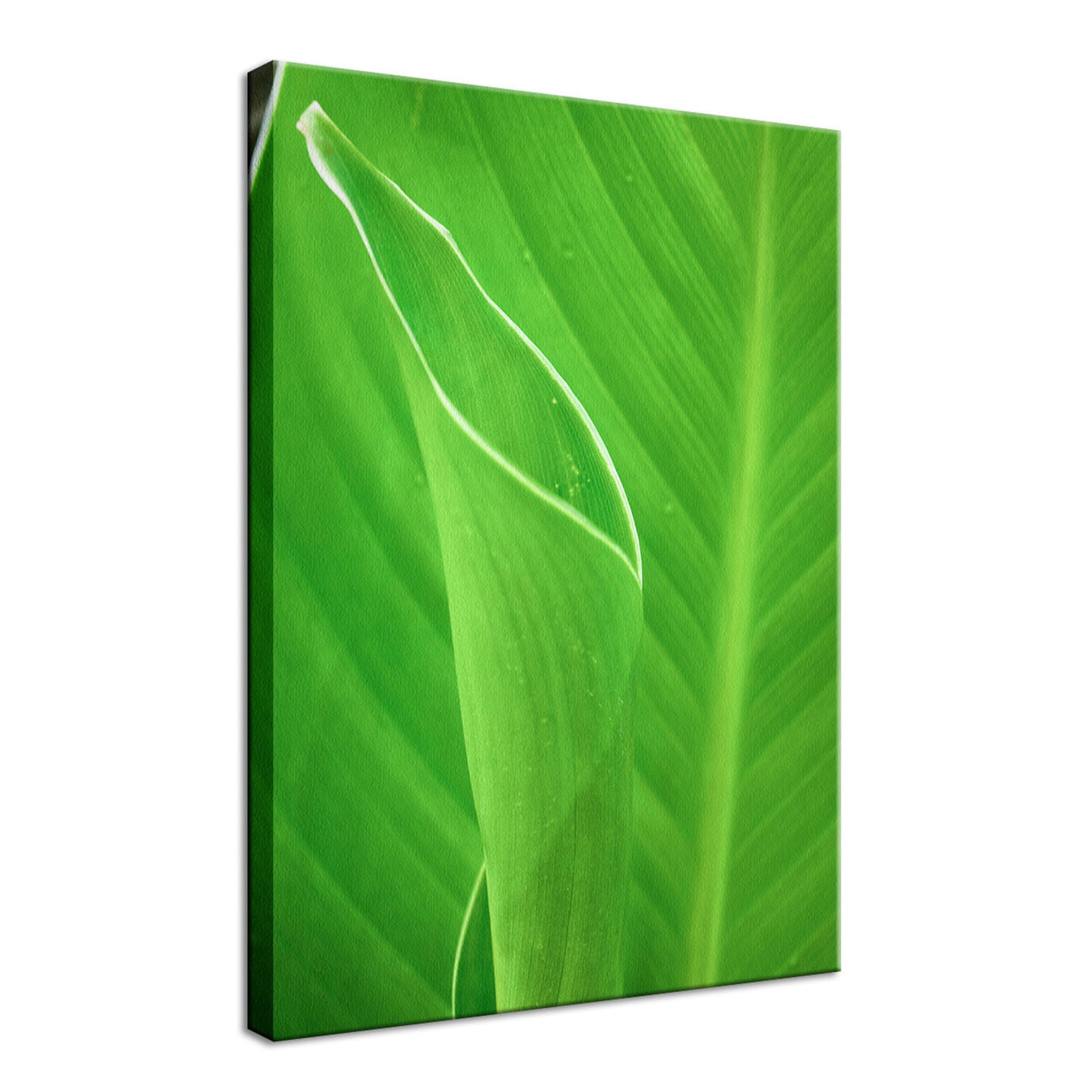 Leaves Canna Lily Plant Nature / Botanical Photo Fine Art Canvas Wall Art Prints  - PIPAFINEART