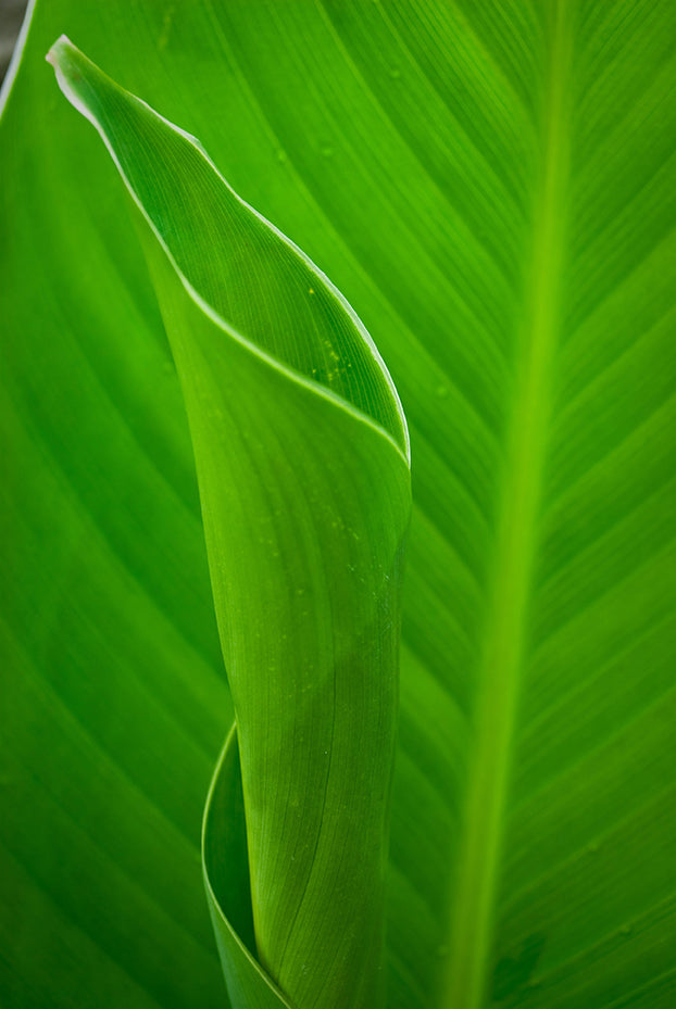 Leaves Canna Lily Plant Nature / Botanical Photo Fine Art Canvas Wall Art Prints  - PIPAFINEART