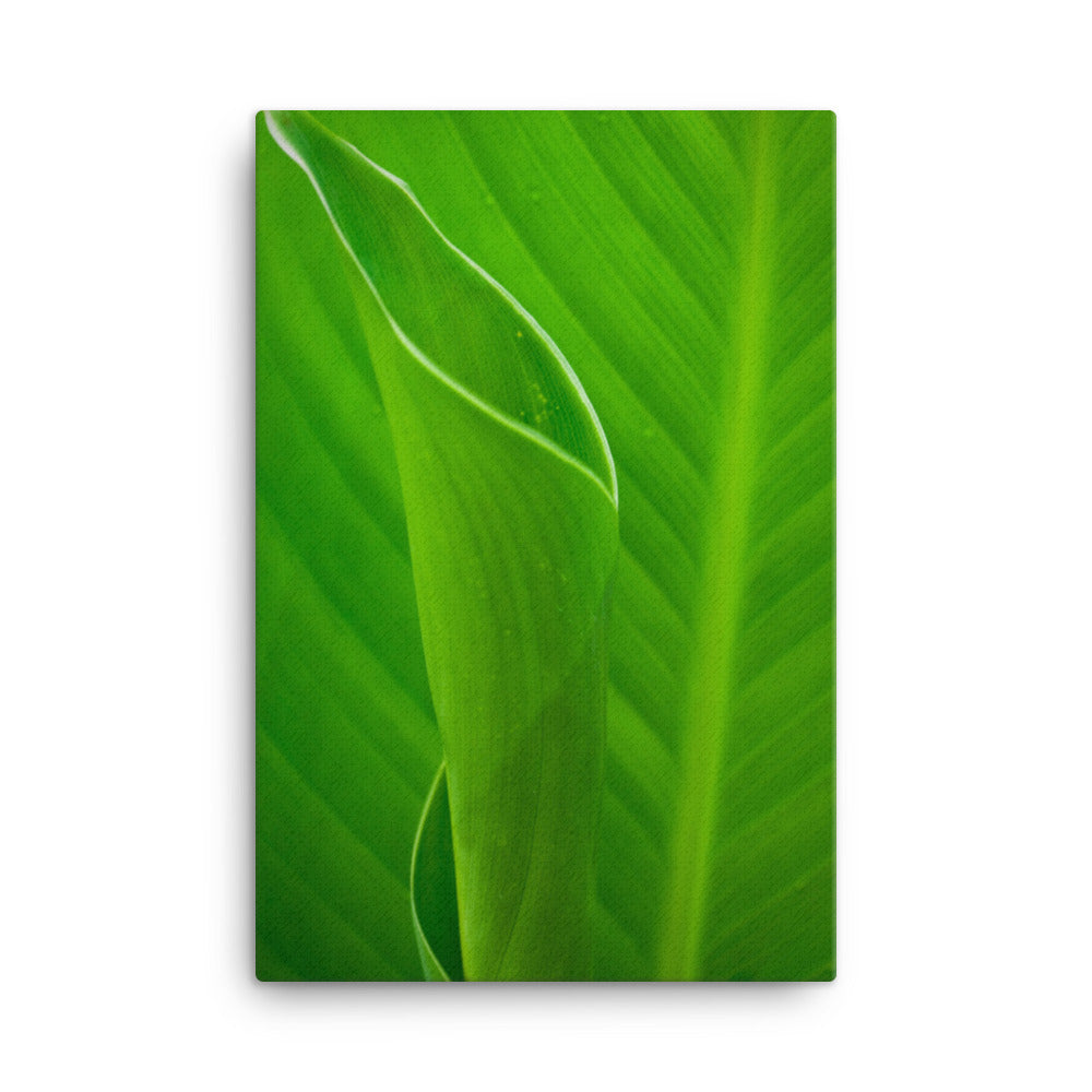 Leaves of Canna Lily Botanical Nature Canvas Wall Art Prints