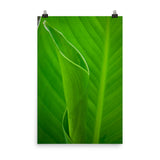Leaves of Canna Lily Botanical Nature Photo Loose Unframed Wall Art Prints - PIPAFINEART