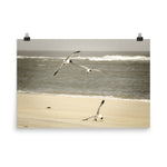Life at the Shore Wildlife Photo Loose Unframed Wall Art Prints - PIPAFINEART