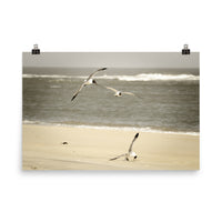 Life at the Shore Wildlife Photo Loose Unframed Wall Art Prints - PIPAFINEART