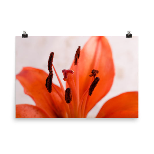 Lily Stigma Floral Nature Photo Loose Unframed Wall Art Prints - PIPAFINEART