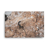 Lizard Rock Colorized Wildlife Photograph Canvas Wall Art Prints