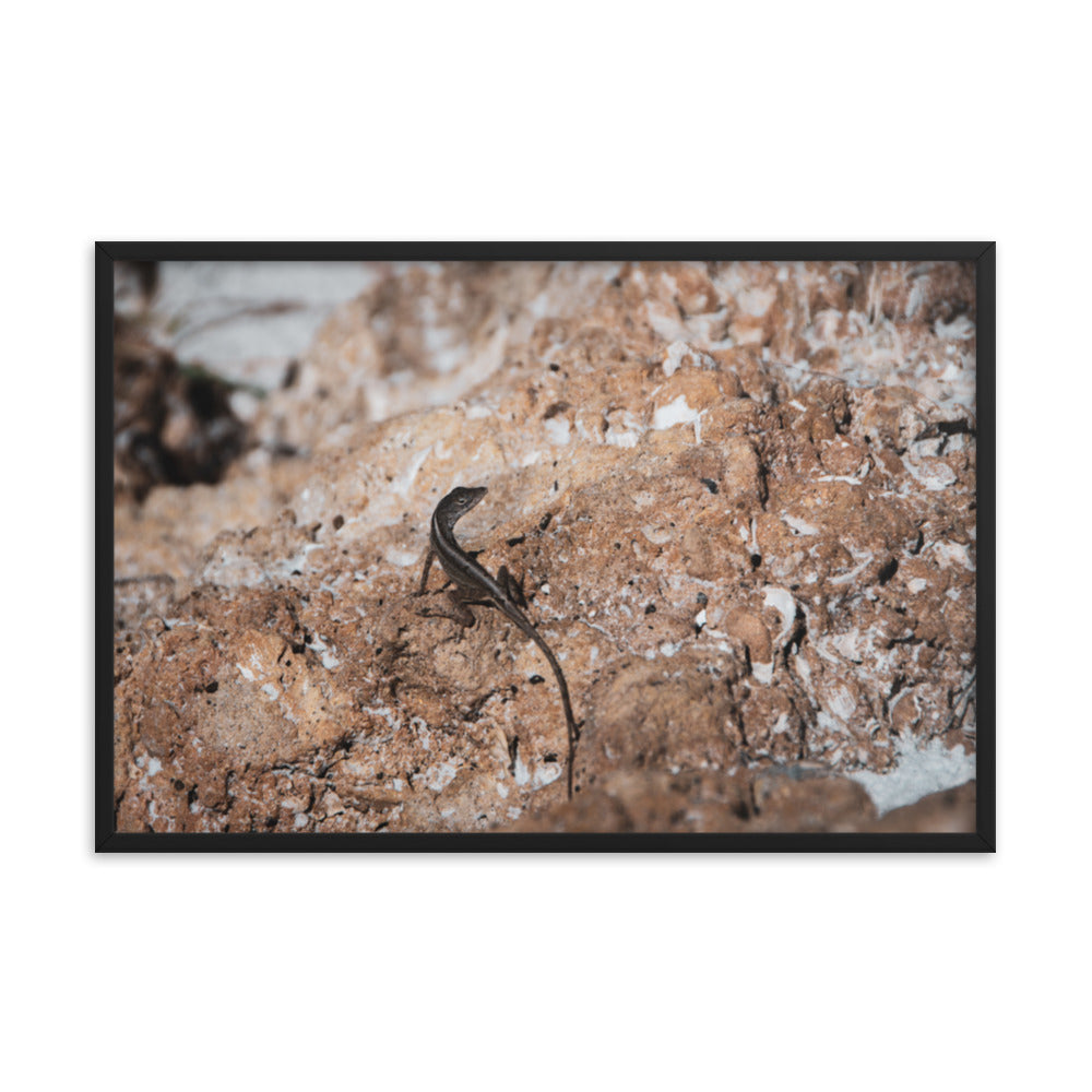 Lizard Rock Colorized Wildlife Photograph Framed Wall Art Prints