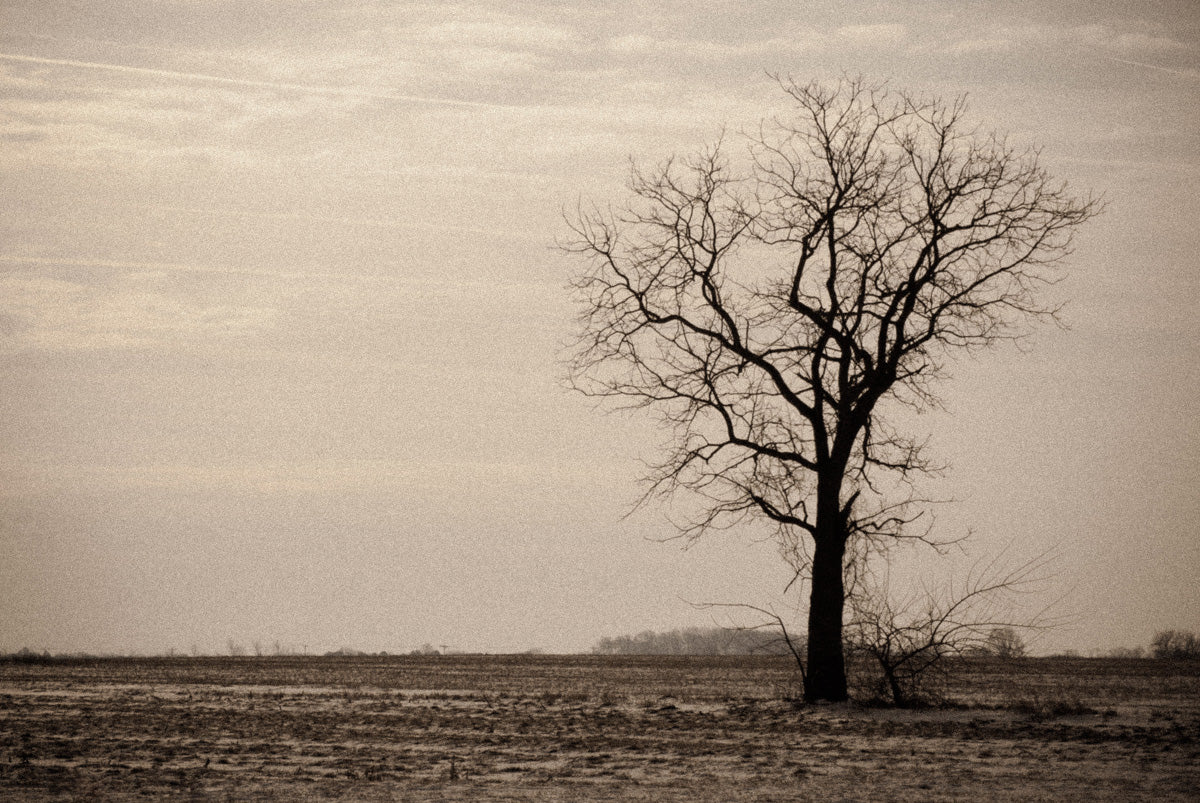 Lonely Tree Landscape Photo DIY Wall Decor Instant Download Print - Printable  - PIPAFINEART