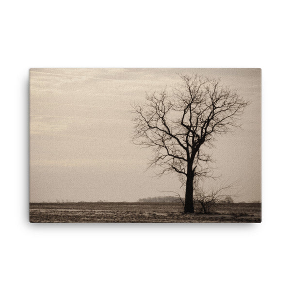 Lonely Tree Abstract Black and White Rural Landscape Canvas Wall Art Prints