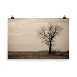 Lonely Tree Landscape Photo Loose Wall Art Prints - PIPAFINEART