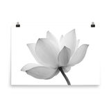 Lotus Flower Black and White Floral Nature Photo Loose Flower Wall Art Print