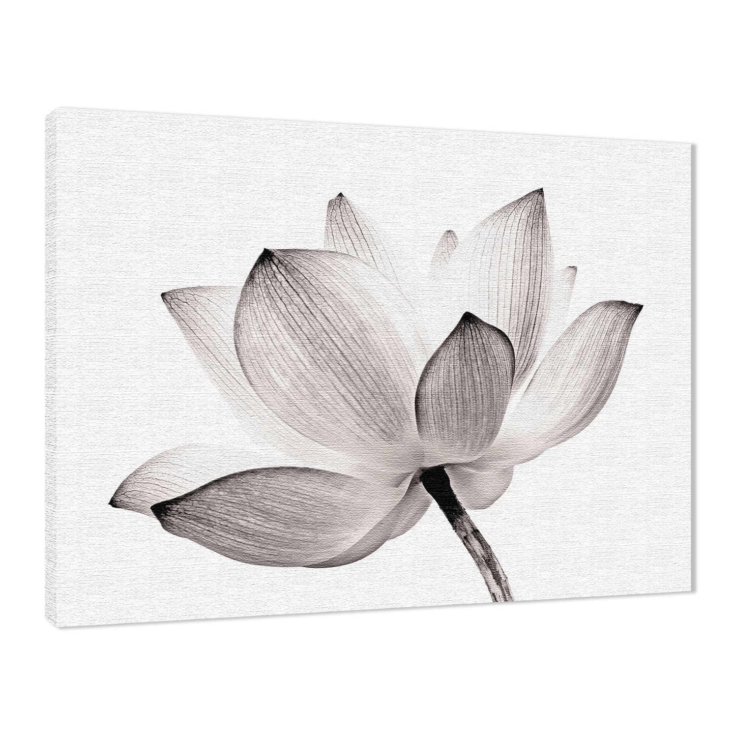 Lotus Flower Tinted Effect Floral Nature Photo Fine Art Canvas Print  - PIPAFINEART