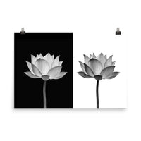 Lotus Flower on Black and White Background Floral Nature Photo Loose Flower Wall Art Print