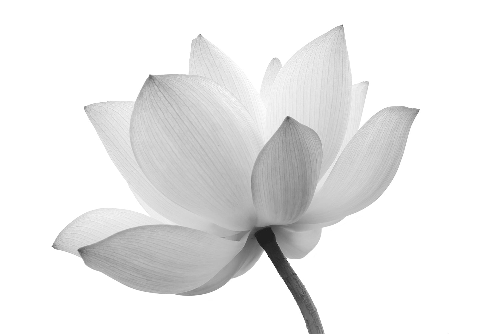 Lotus Flower Black and White Floral Nature Photo Fine Art Canvas Print  - PIPAFINEART