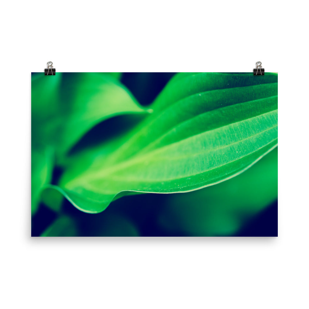 Mellow Hosta Leaves Botanical Nature Photo Loose Unframed Wall Art Prints - PIPAFINEART