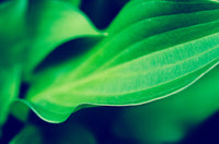 Mellow Hosta Leaves DIY Wall Decor Instant Download Print - Printable  - PIPAFINEART