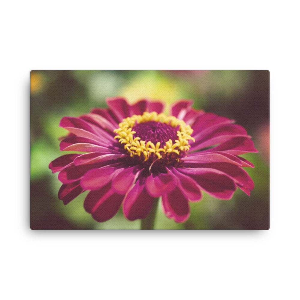 Moody Young-And-Old Age Pink Zinnia Floral Nature Canvas Wall Art Prints