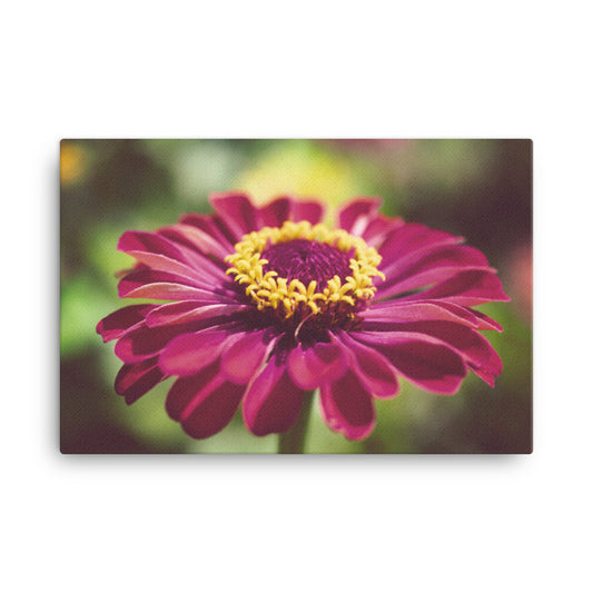 Moody Young-And-Old Age Pink Zinnia Floral Botanical Nature Photo Canvas Wall Art Prints