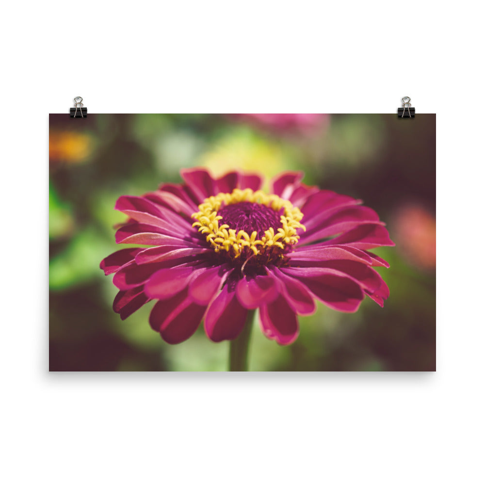 Moody Young-And-Old Age Pink Zinnia Floral Nature Photo Loose Unframed Wall Art Prints - PIPAFINEART