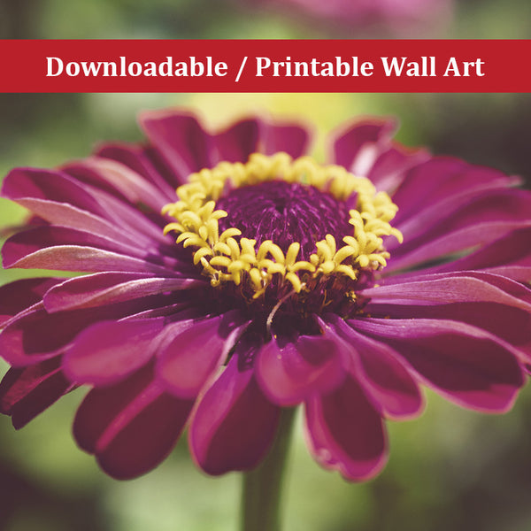 Moody Young-And-Old Age Pink Zinnia Nature Photo DIY Wall Decor Instant Download Print - Printable  - PIPAFINEART