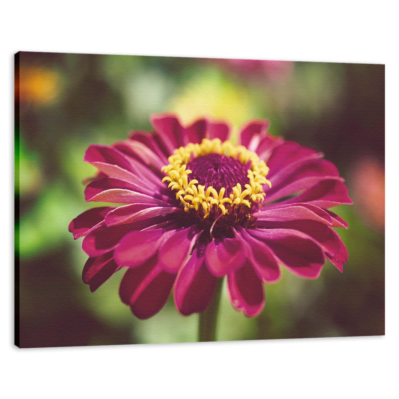 Moody Young-And-Old Age Pink Zinnia Flower Bloom Fine Art Canvas Wall Art Prints  - PIPAFINEART
