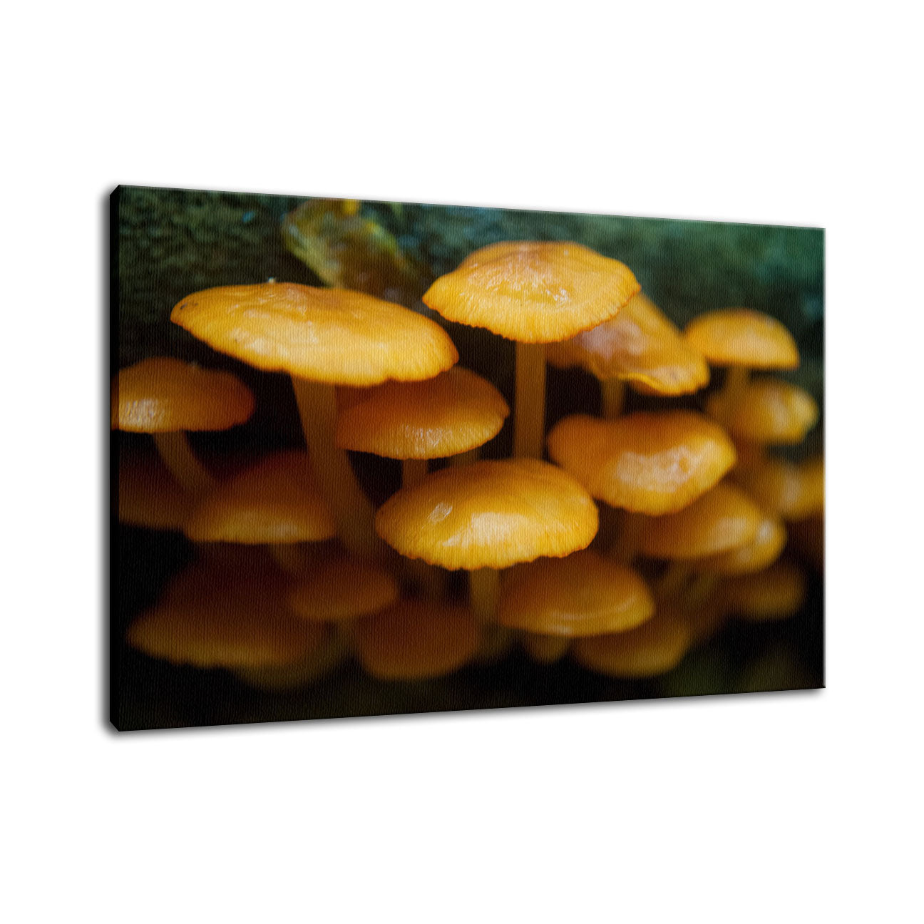 Mushroom Family Botanical / Nature Photo Fine Art Canvas Wall Art Prints  - PIPAFINEART