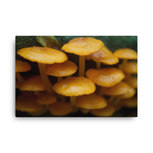 Mushroom Family Rustic Botanical Nature Photograph Canvas Wall Art Prints