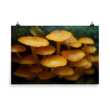 Mushroom Family Botanical Nature Photo Loose Unframed Wall Art Prints - PIPAFINEART