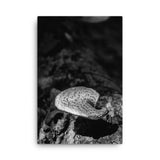 Mushroom on Log Black and White Floral Nature Canvas Wall Art Prints