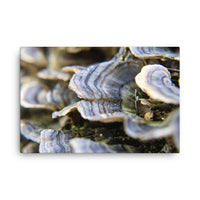 Mushrooms on Log Floral Nature Canvas Wall Art Prints