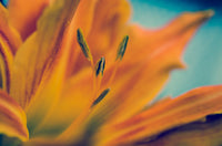 Mystical Tiger Lily DIY Wall Decor Instant Download Print - Printable Wall Art  - PIPAFINEART