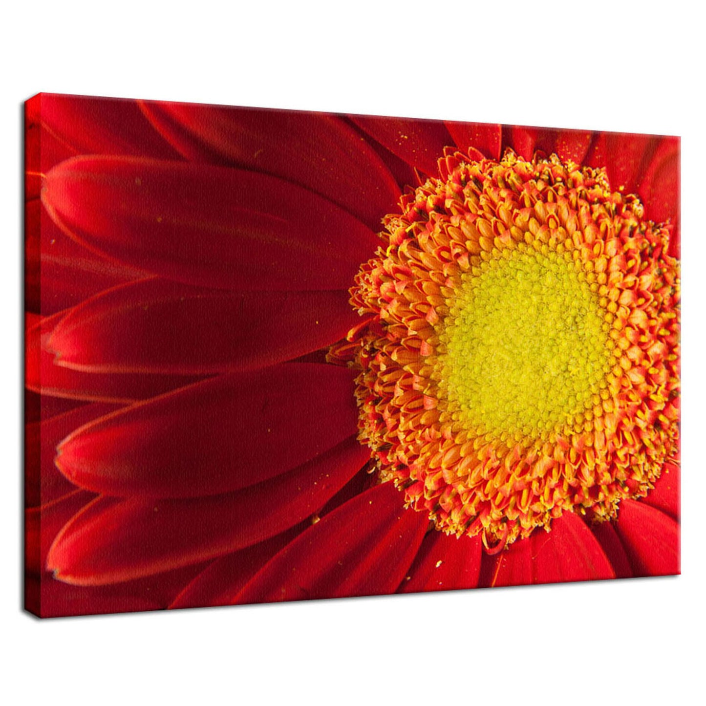 Nature's Beauty Nature / Floral Photo Fine Art Canvas Wall Art Prints  - PIPAFINEART
