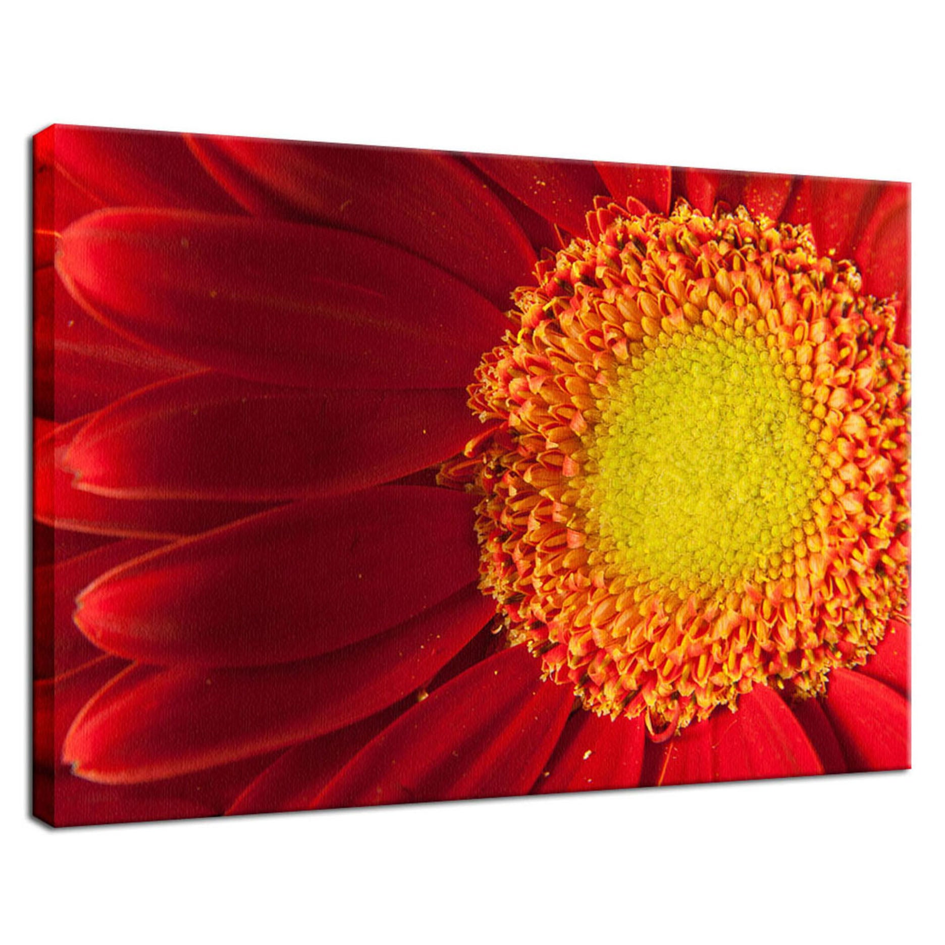 Nature's Beauty Nature / Floral Photo Fine Art Canvas Wall Art Prints  - PIPAFINEART