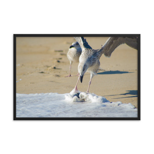 Oh That's Cold Coastal Bird Animal Wildlife Photograph Framed Wall Art Prints