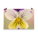 Oh Violet Floral Nature Photo Loose Unframed Wall Art Prints - PIPAFINEART