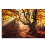 Old Magical Tree in Forest with Glory Rays Canvas Wall Art Prints