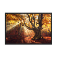 Old Magical Tree in Forest with Glory Rays Framed Wall Art Print